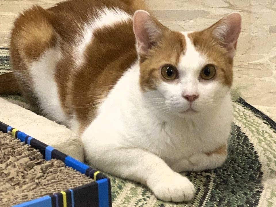 Adotta un gatto, maschio, 1 anno e 6 mesi, Milano