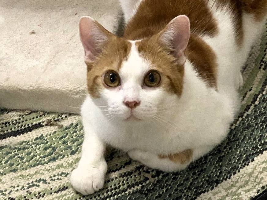 Adotta un gatto, taglia non valida, maschio, Milano