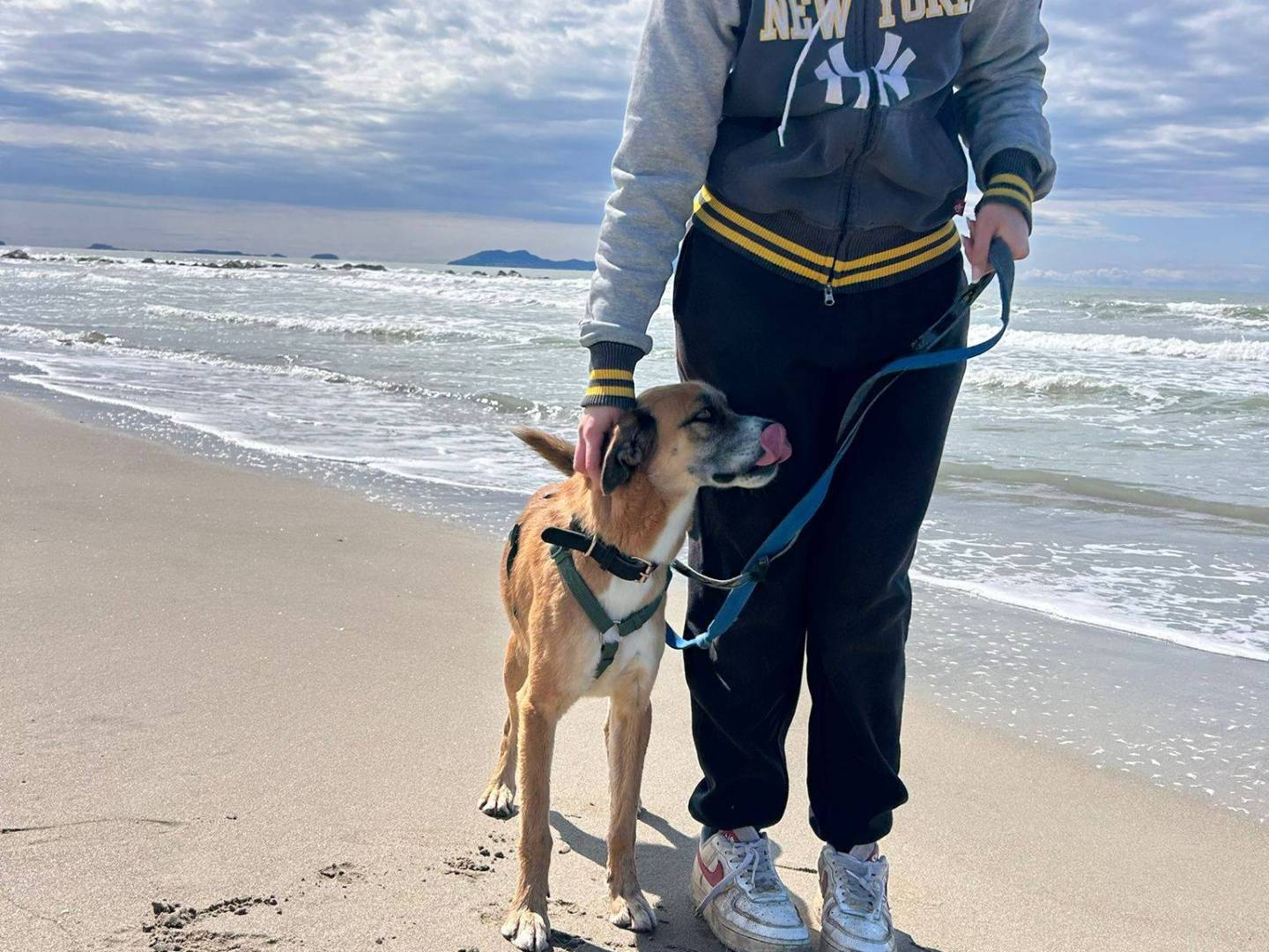 Adotta un cane, taglia media contenuta, maschio, Caserta