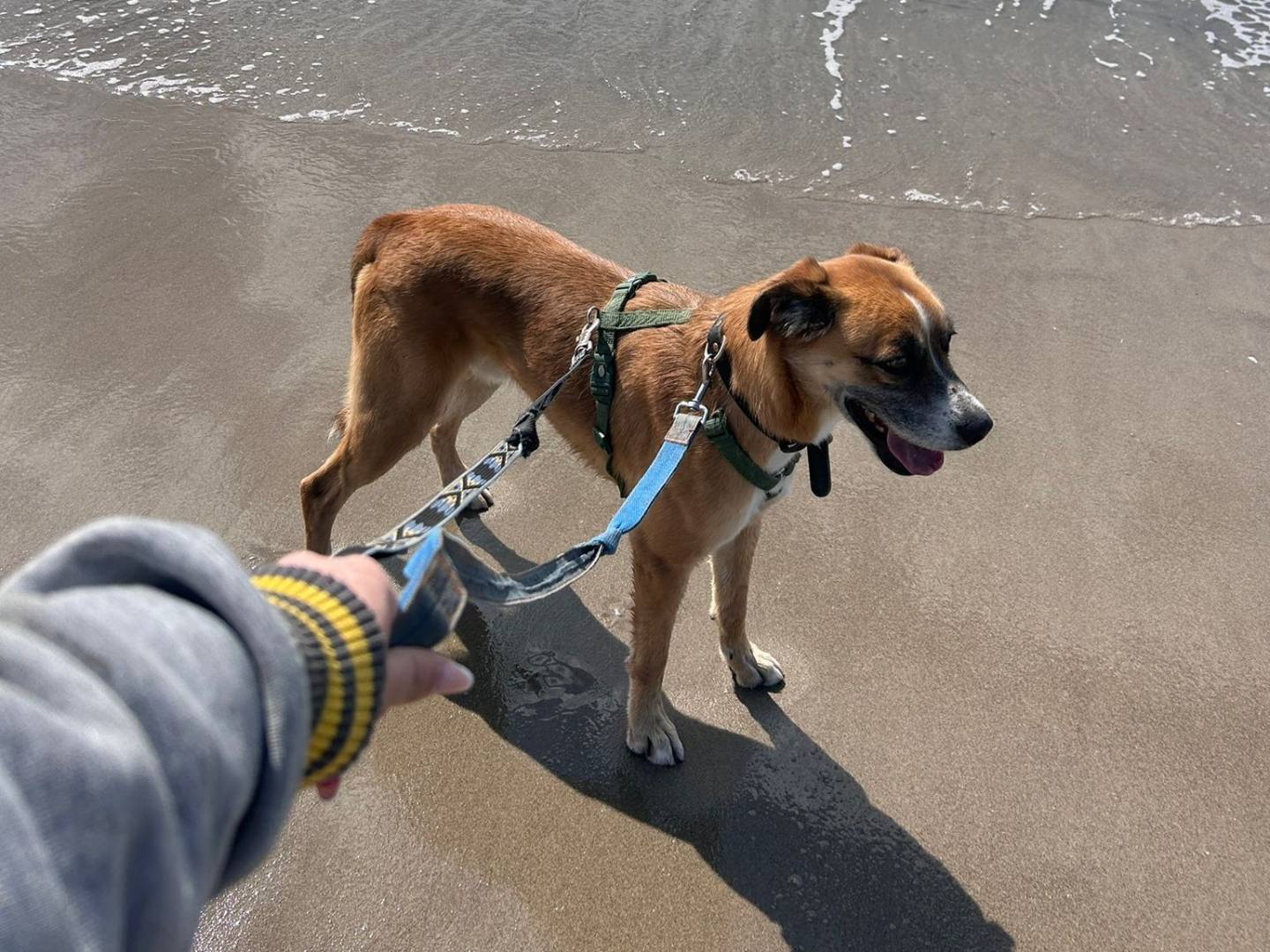 Vuoi adottare un cane a Caserta?