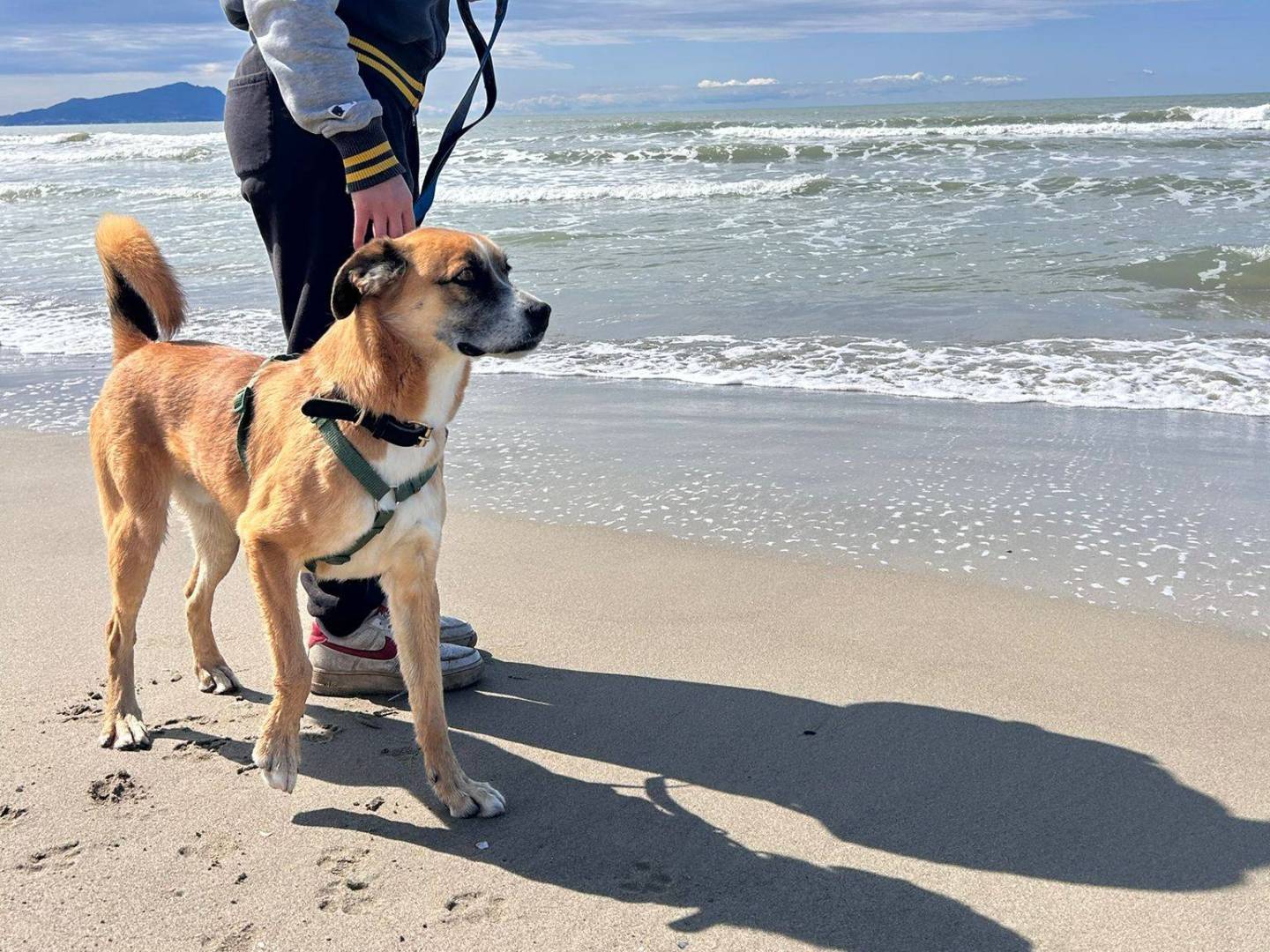 Adotta il cane LEO SLINKY  a Caserta