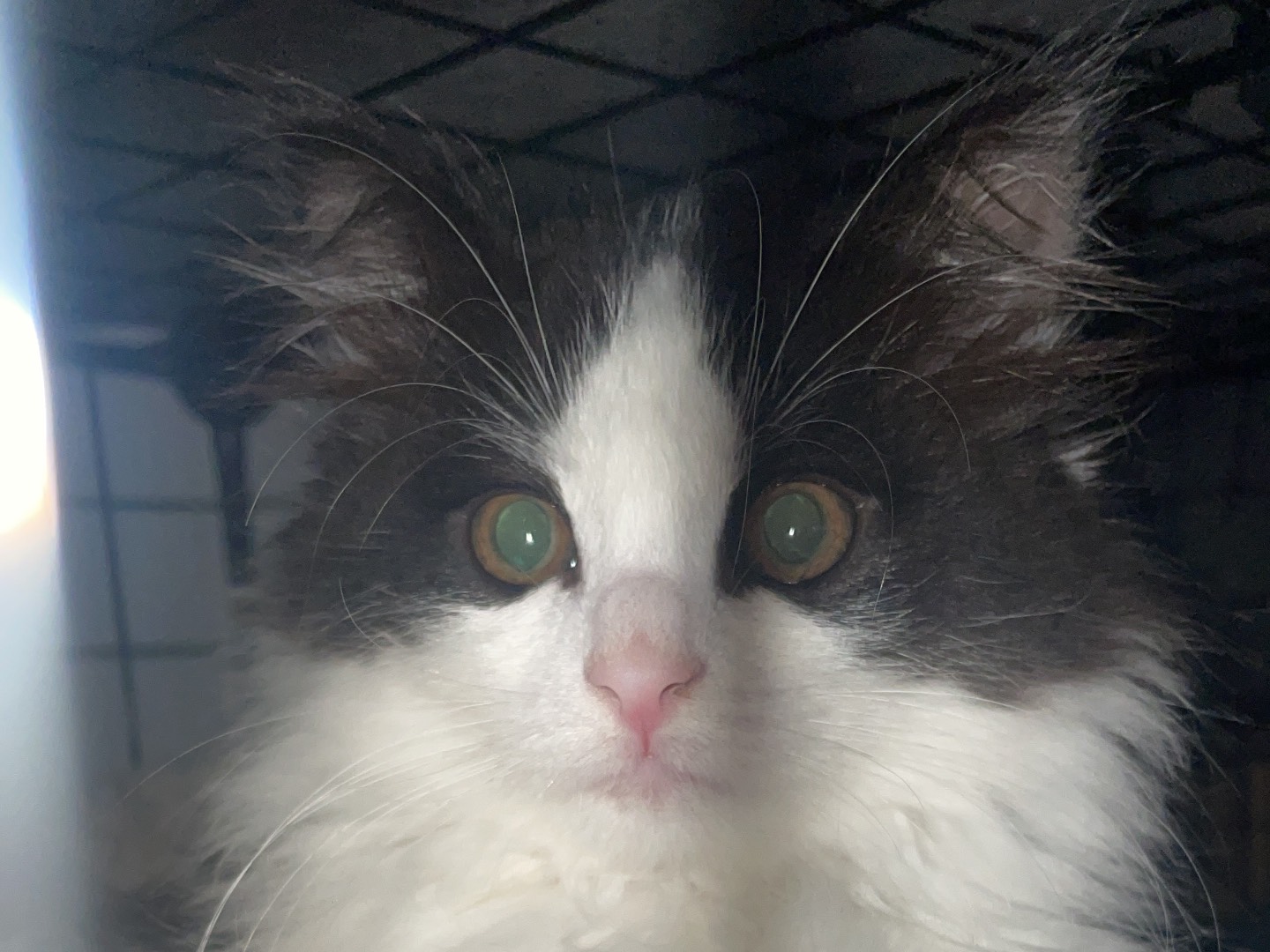 Adozione gatto, femmina, Razza sconosciuta Razza sconosciuta, 3 mesi, taglia non valida, Lecce