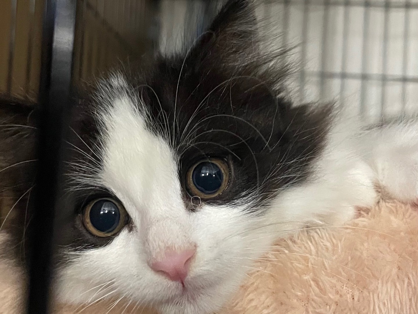 Adotta un gatto, femmina, 3 mesi, Lecce