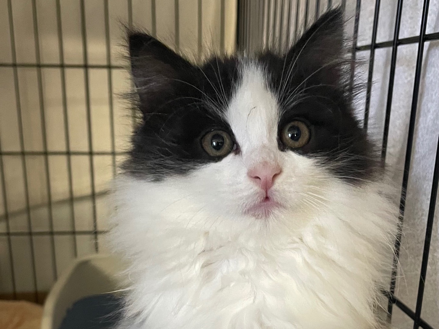 Adotta un gatto, taglia non valida, femmina, Lecce