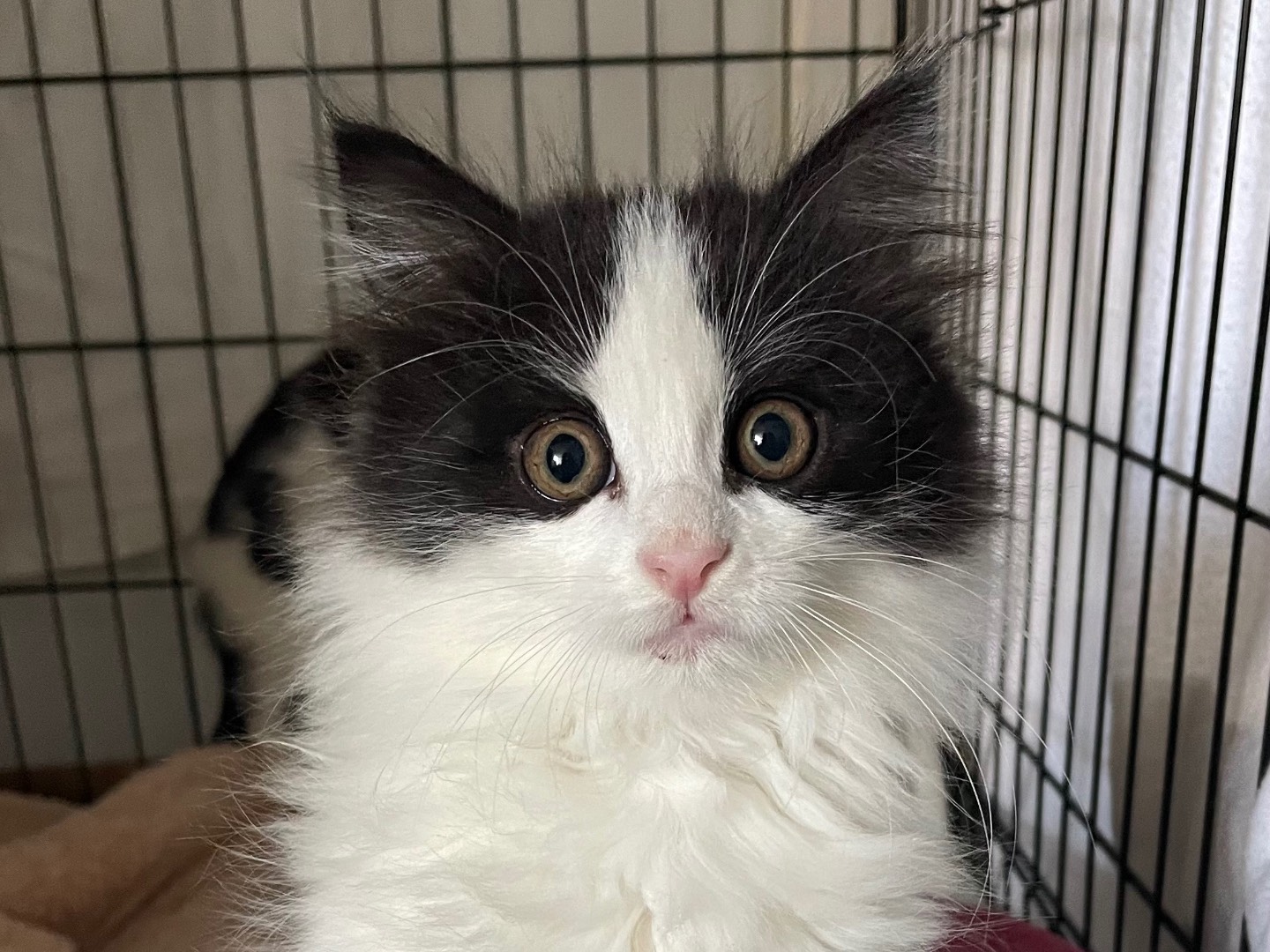 Vuoi adottare un gatto a Lecce?