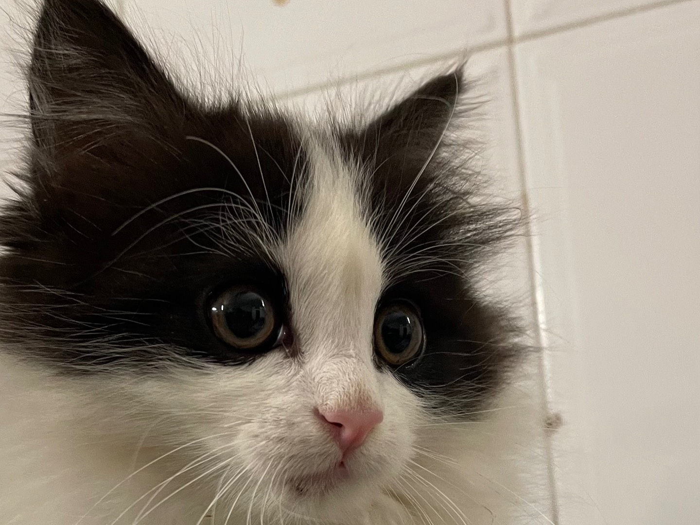 Adotta il gatto Mirabelle a Lecce