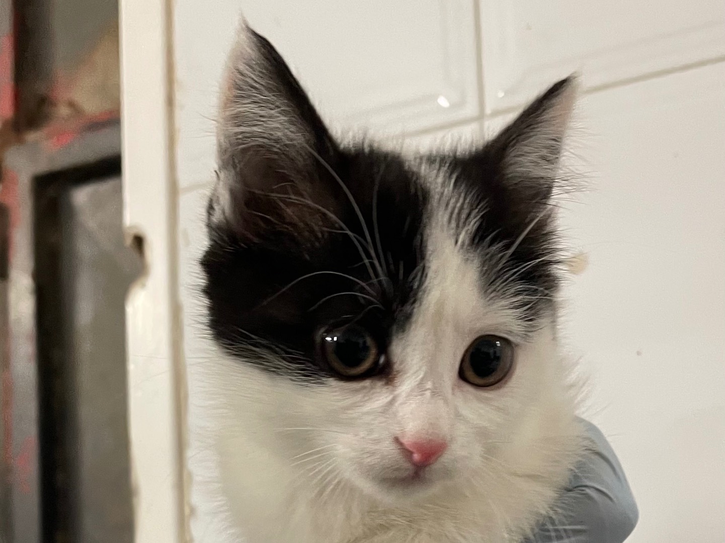 Adotta il gatto Bijou a Lecce