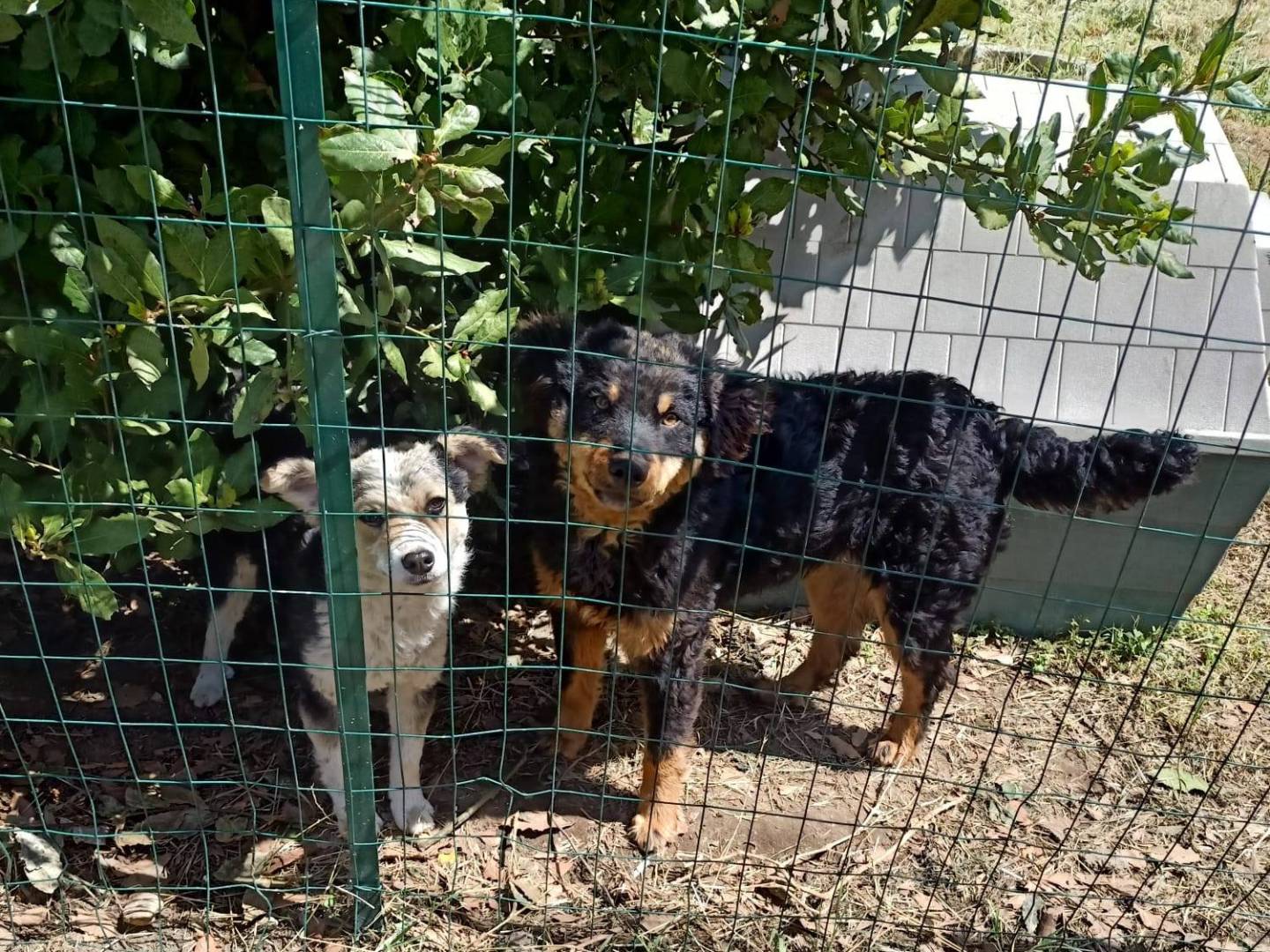 Adotta un cane, maschio, 2 anni e 5 mesi, Caserta