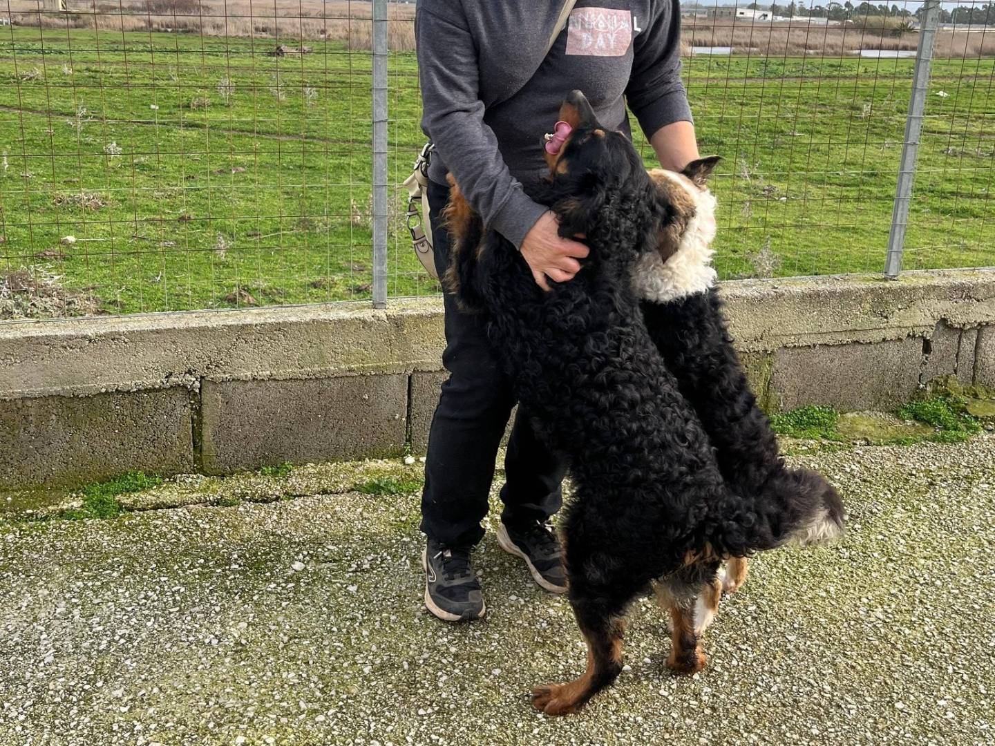 Adotta un cane, taglia media contenuta, maschio, Caserta