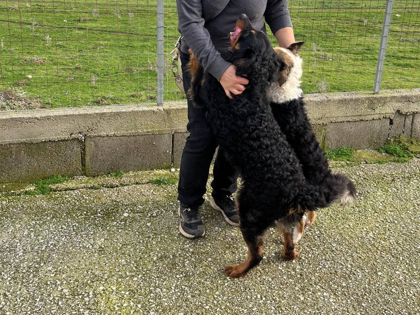 Vuoi adottare un cane a Caserta?