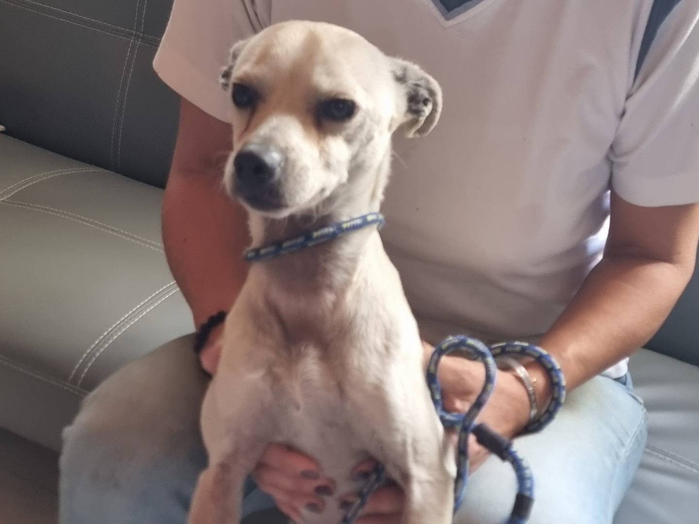 Adozione cane, maschio, Pinscher Razza sconosciuta, 5 anni, taglia piccola, Pavia