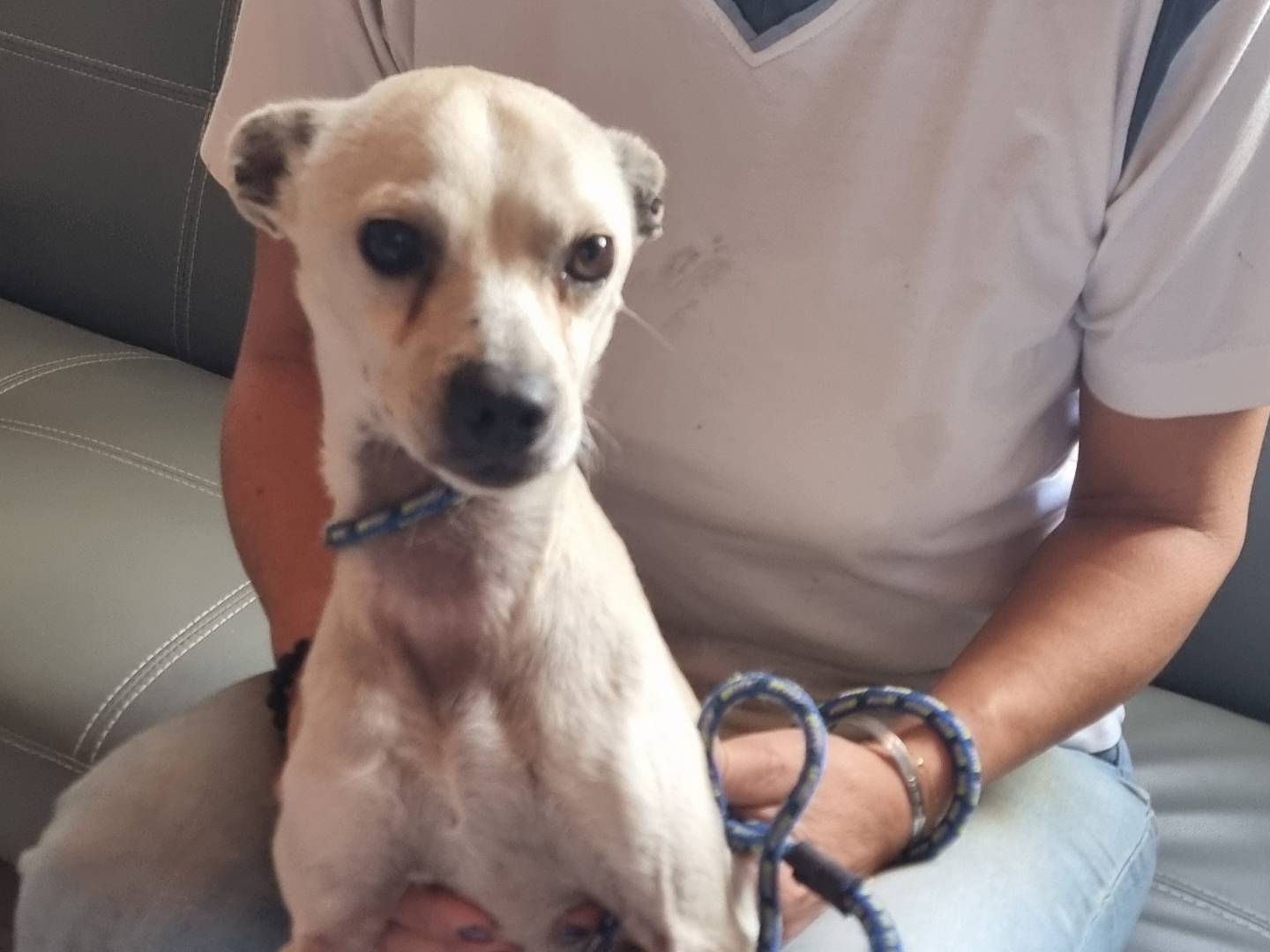 Adotta un cane, maschio, 5 anni, Pavia