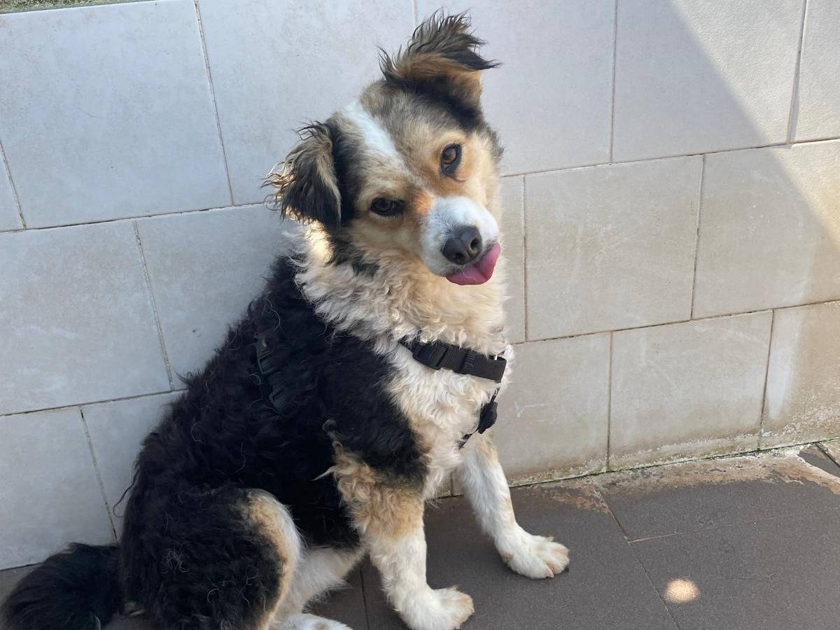 Adozione cane, femmina, Razza sconosciuta Razza sconosciuta, 2 anni e 5 mesi, taglia media contenuta, Caserta