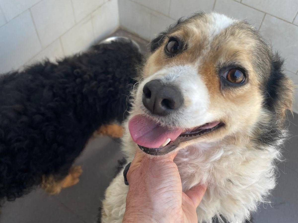 Adotta un cane, femmina, 2 anni e 5 mesi, Caserta