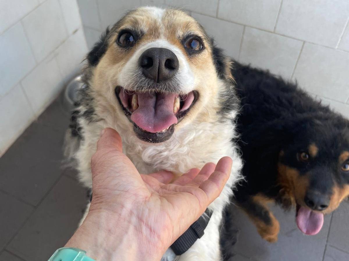 Adotta un cane, taglia media contenuta, femmina, Caserta