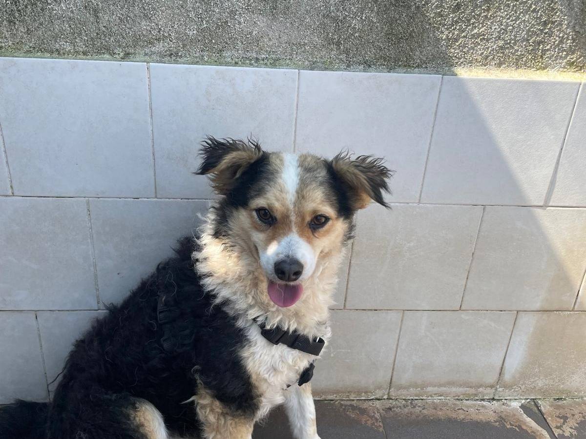 Vuoi adottare un cane a Caserta?