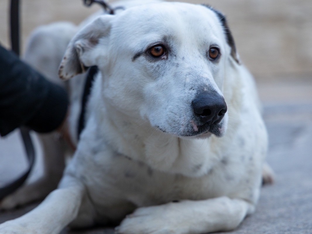 Adozione cane, femmina, Dalmata Razza sconosciuta, 4 anni e 2 mesi, taglia grande, Siracusa