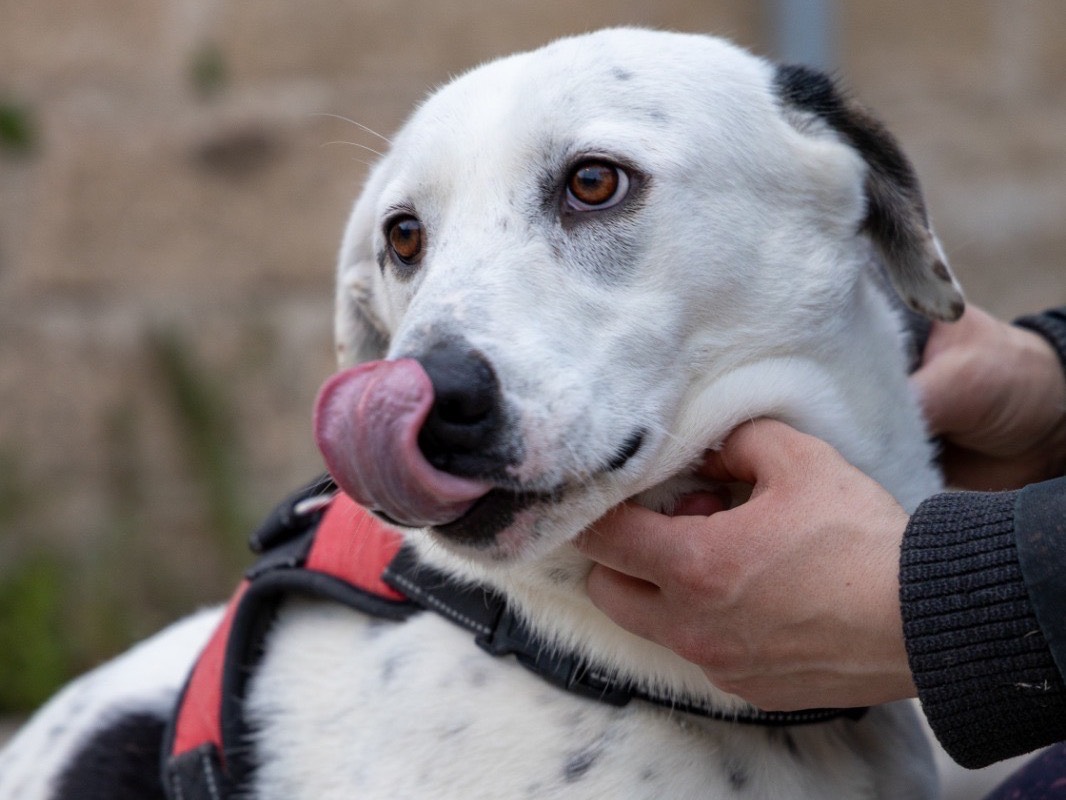 Adotta un cane, femmina, 4 anni e 2 mesi, Siracusa