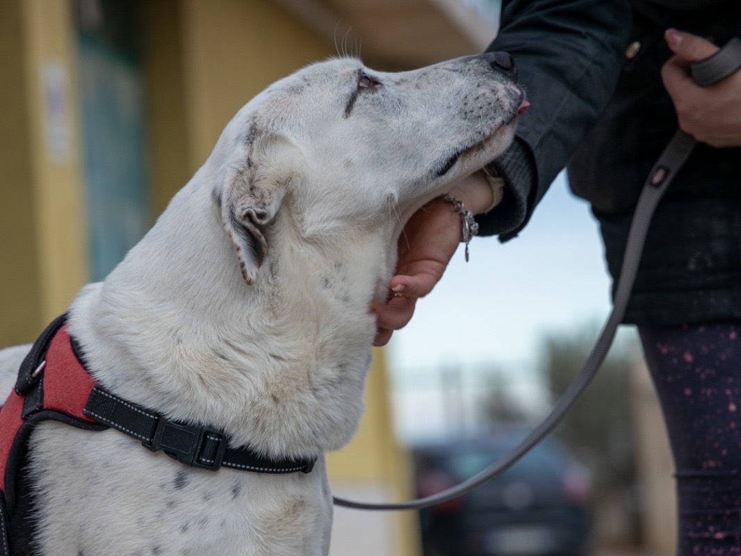 Adotta un cane, taglia grande, femmina, Siracusa