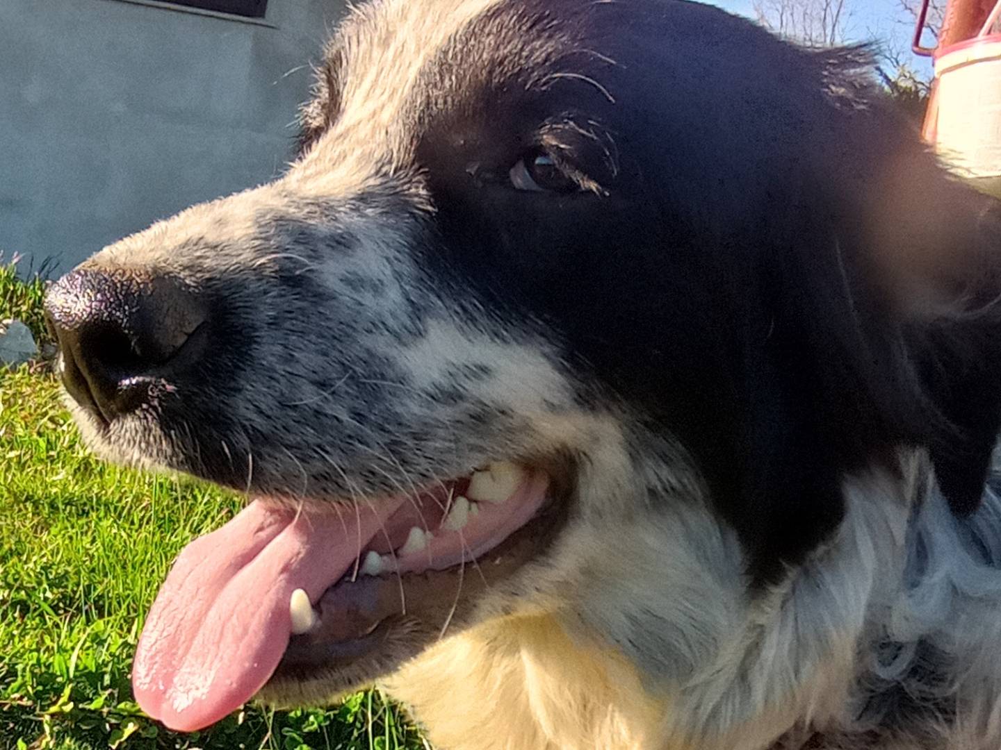Adozione cane, femmina, Razza sconosciuta Razza sconosciuta, 8 mesi, taglia media, Catanzaro