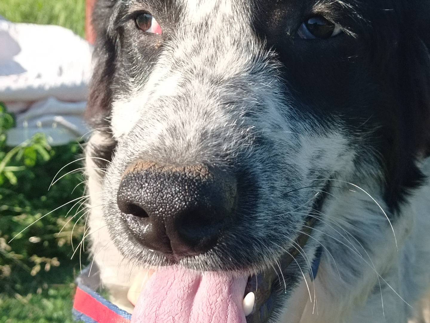 Adotta un cane, femmina, 8 mesi, Catanzaro
