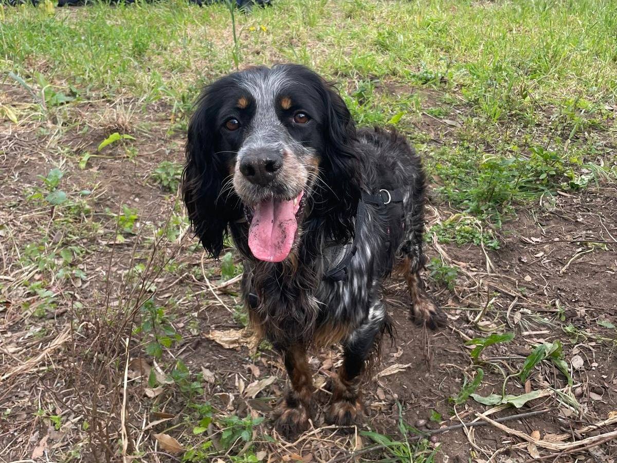 Adozione cane, maschio, Setter Inglese Razza sconosciuta, 1 anno e 11 mesi, taglia media contenuta, Caserta