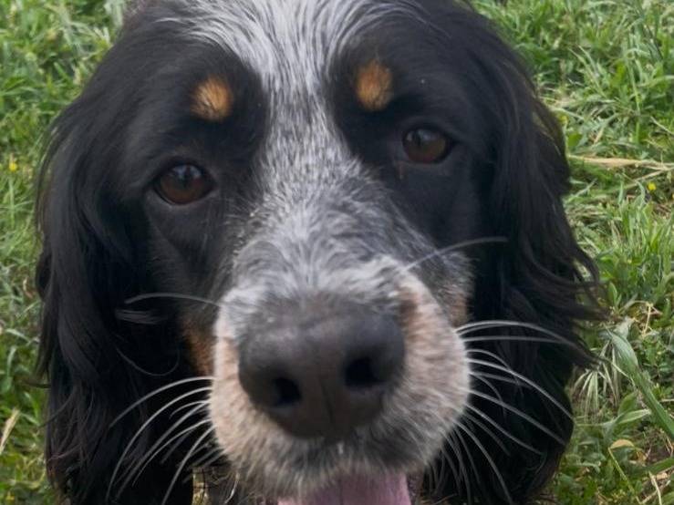 Adotta un cane, taglia media contenuta, maschio, Caserta