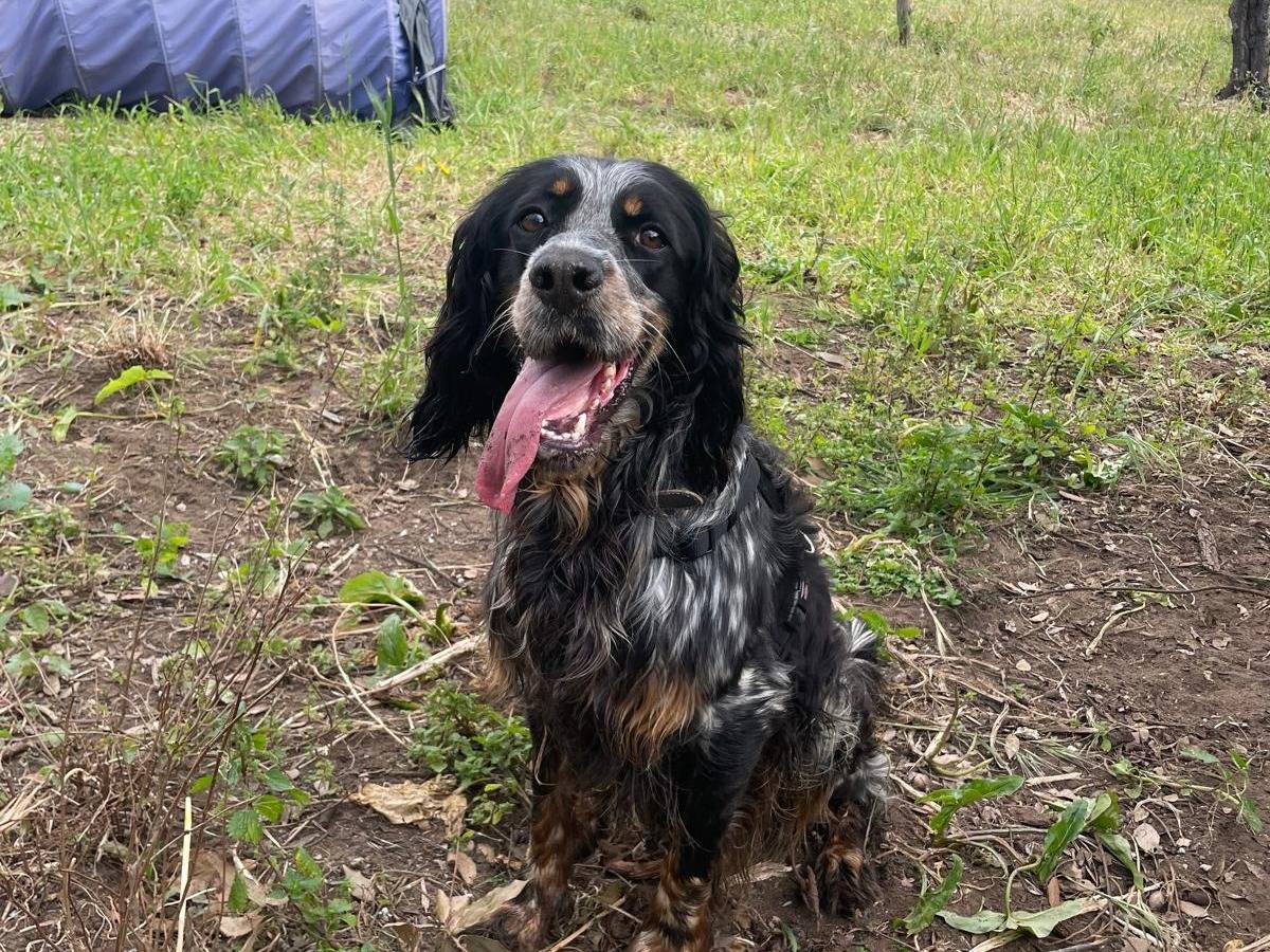 Adotta il cane CLYDE a Caserta