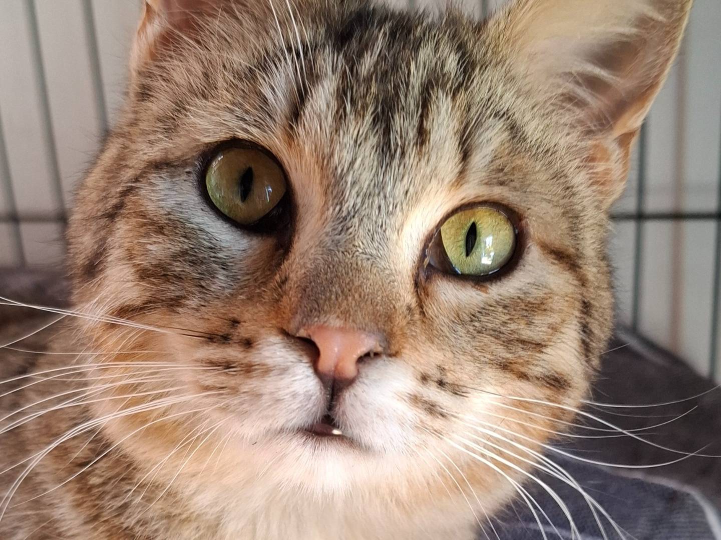 Adozione gatto, maschio, Razza sconosciuta Razza sconosciuta, 9 mesi, taglia non valida, Roma