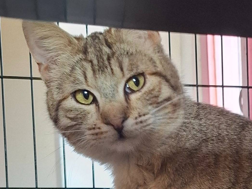 Adotta un gatto, maschio, 9 mesi, Roma
