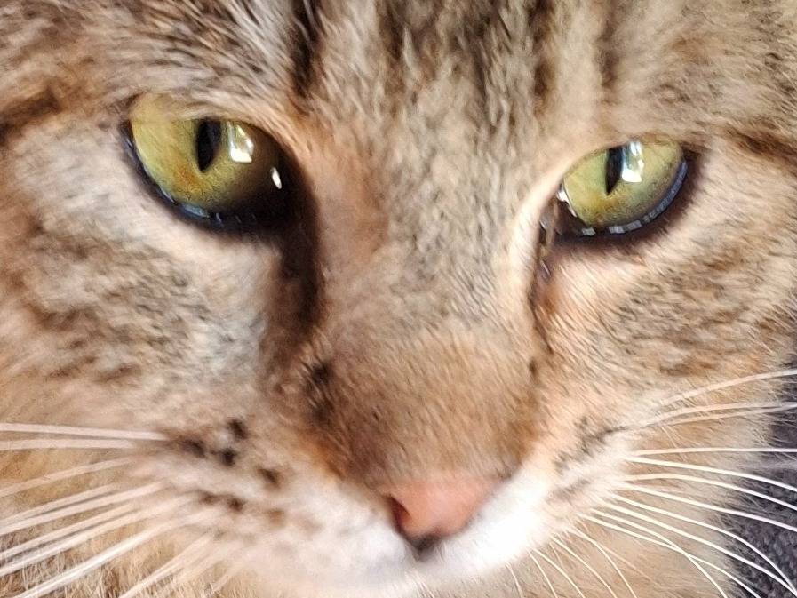 Adotta un gatto, taglia non valida, maschio, Roma