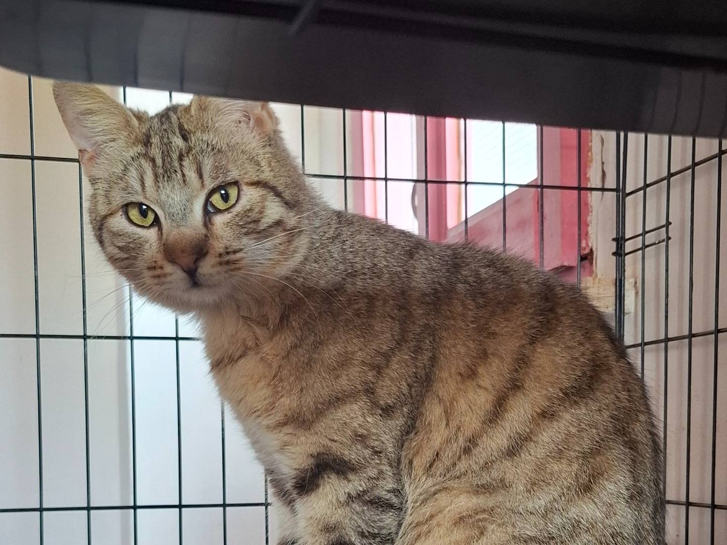 Vuoi adottare un gatto a Roma?