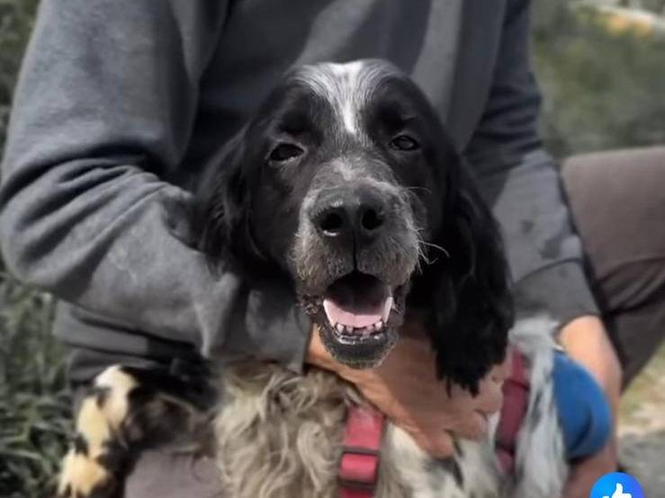 Adozione cane, maschio, Setter Inglese Razza sconosciuta, 3 anni e 3 mesi, taglia media, Caserta