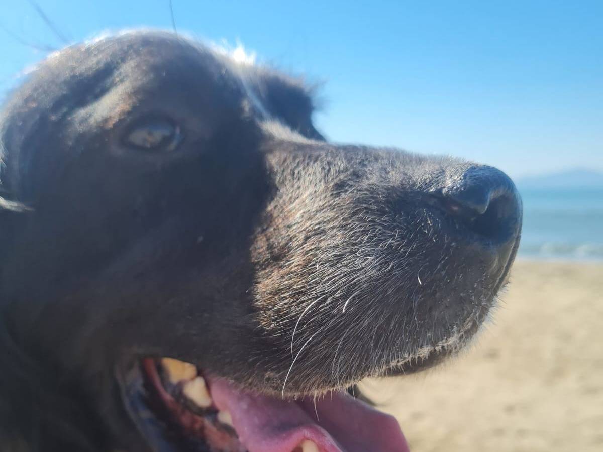 Adotta un cane, taglia media, maschio, Caserta