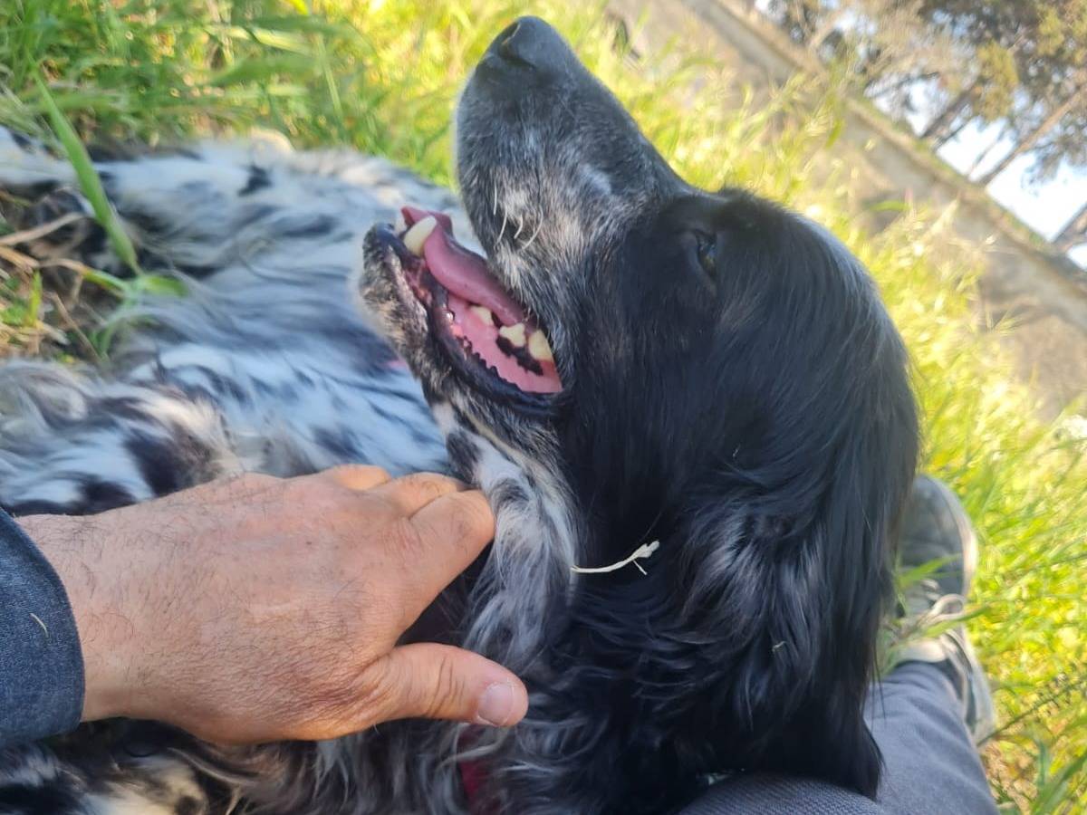 Adotta il cane Pluto Setter  a Caserta