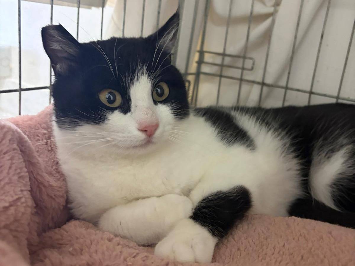 Adotta un gatto, taglia non valida, femmina, Barletta