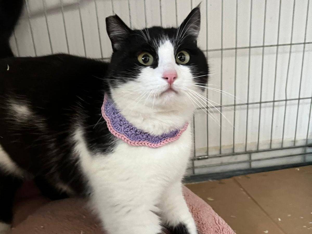 Vuoi adottare un gatto a Barletta?