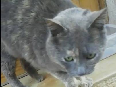 Adotta un gatto, femmina, 3 anni e 1 mese, Barletta