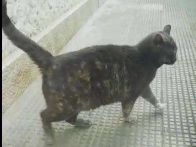 Adotta un gatto, taglia non valida, femmina, Barletta