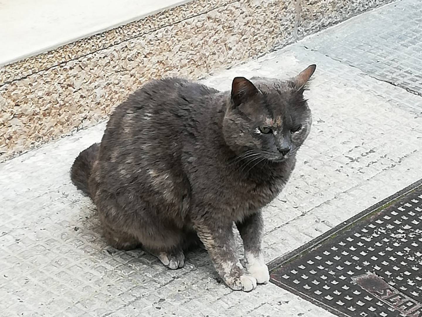 Vuoi adottare un gatto a Barletta?