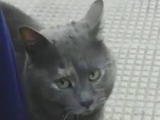 Adotta il gatto Raviolina a Barletta