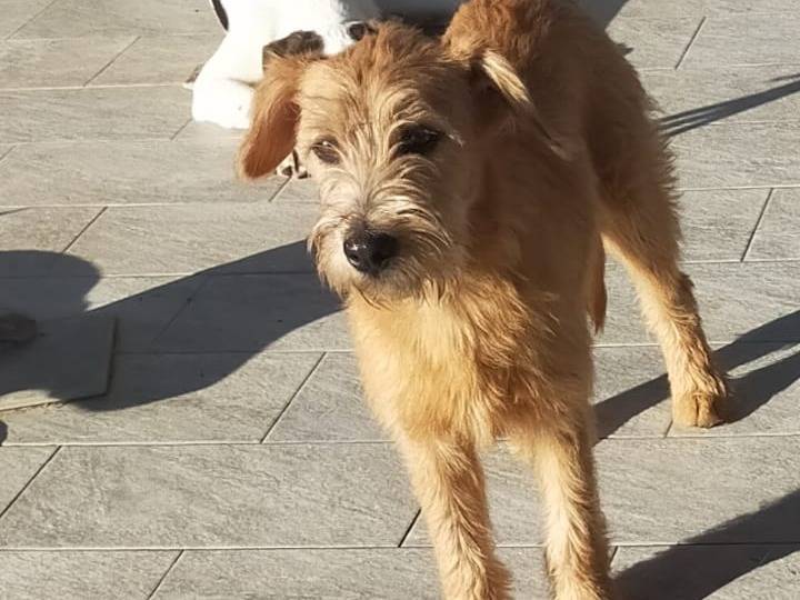 Adozione cane, femmina, Razza sconosciuta Razza sconosciuta, 8 mesi, taglia piccola, Genova