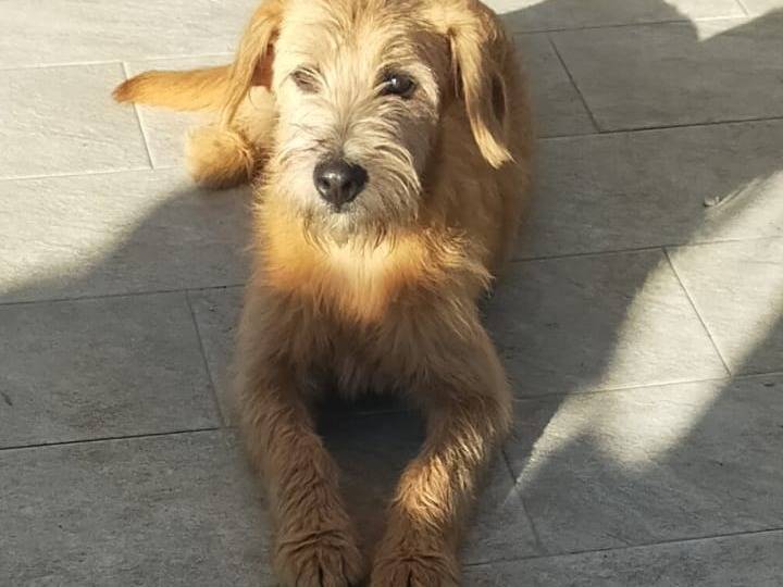 Adotta un cane, femmina, 8 mesi, Genova