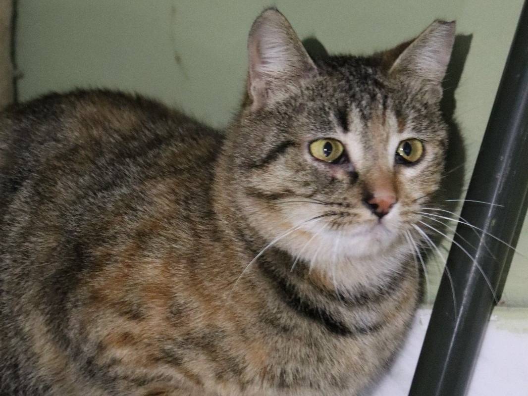 Adotta un gatto, taglia non valida, femmina, Barletta