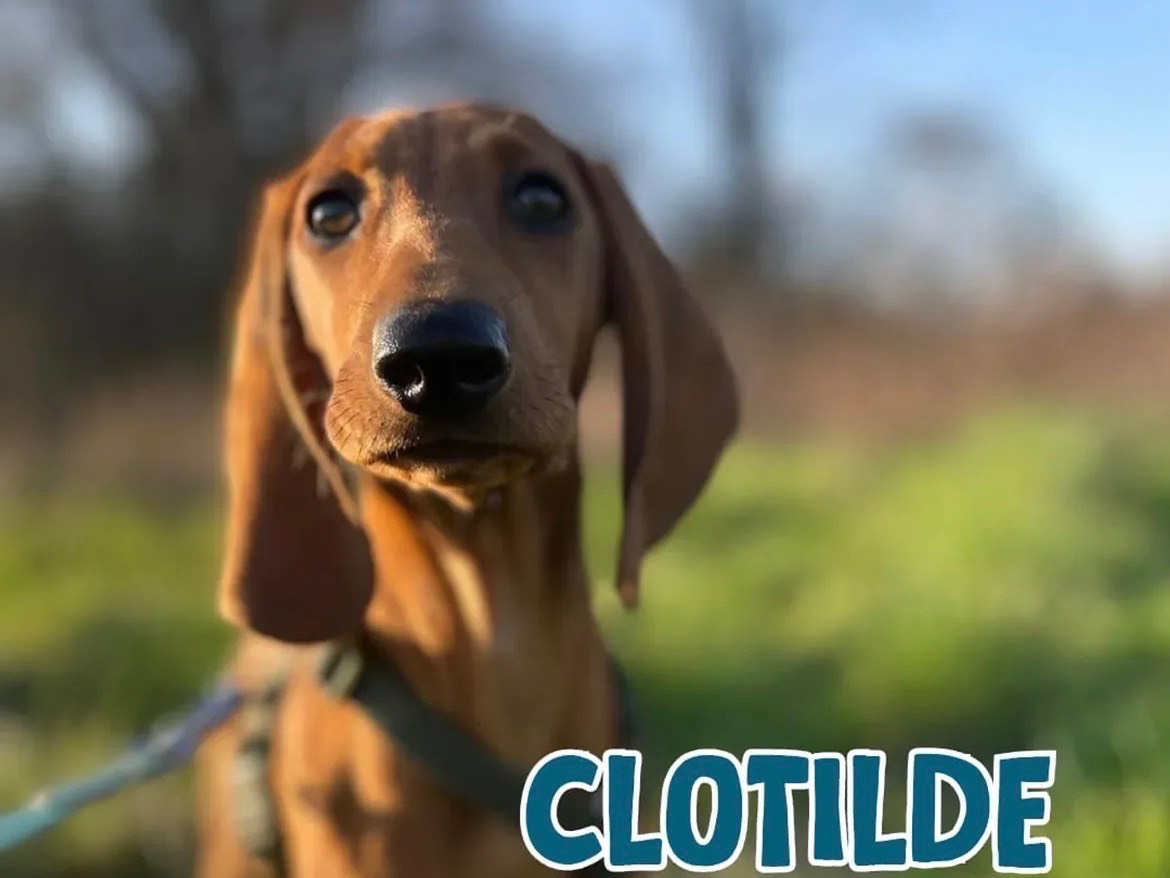 Adozione cane, femmina, Segugio Razza sconosciuta, 4 mesi, taglia media, Milano