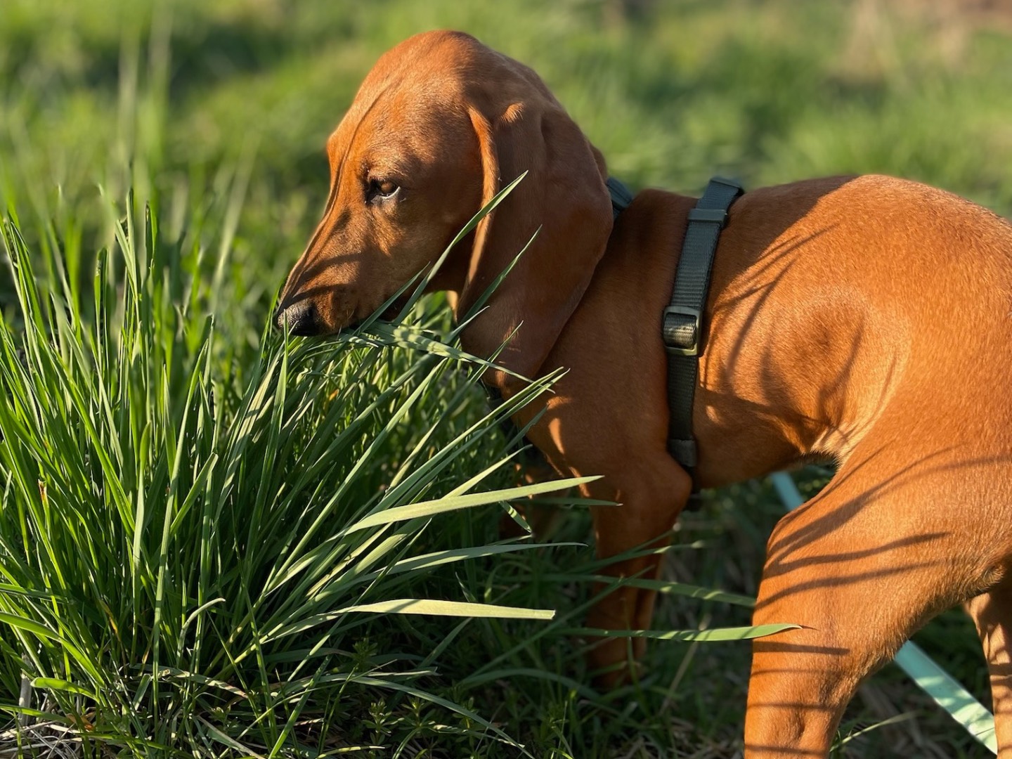 Adotta un cane, femmina, 4 mesi, Milano