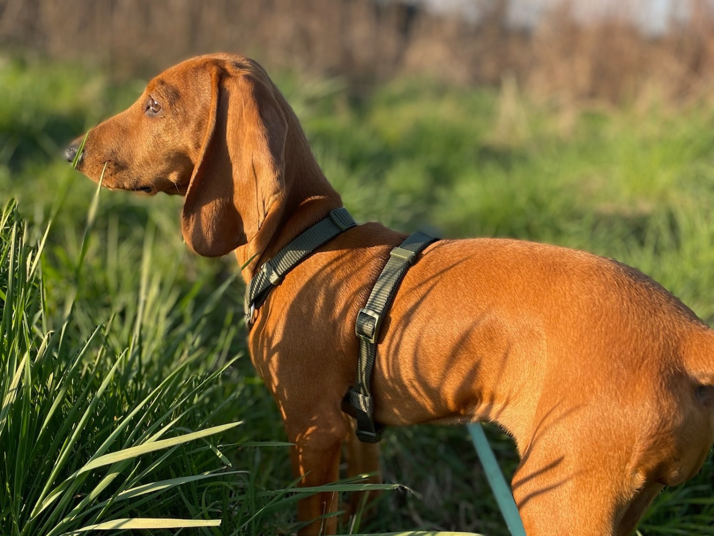 Adotta un cane, taglia media, femmina, Milano