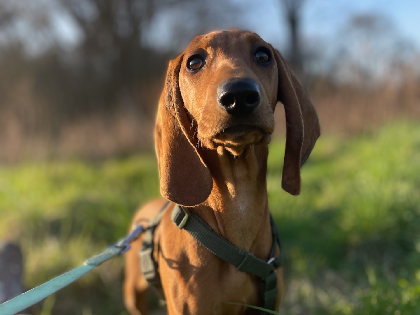 Vuoi adottare un cane a Milano?