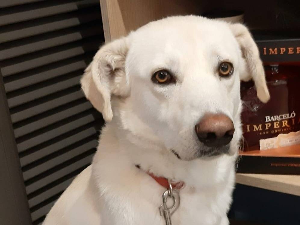 Adotta un cane, maschio, 4 anni e 2 mesi, Barletta