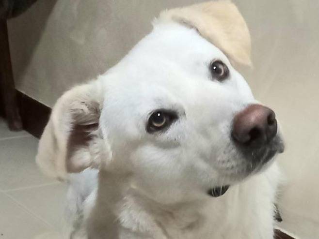 Adotta un cane, taglia media, maschio, Barletta